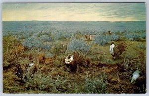 Sage Grouse, Saskatchewan Museum Of Natural History, Regina, Art Signed Postcard