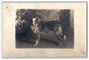 c1910's Border Collie Dog Studio Portrait Hayward Charles Town WV RPPC Postcard 