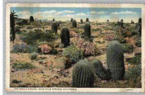 Linen Postcard-Devils Garden Cactus..Palm Springs,CA
