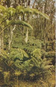 Hawaii Kilauea Fern Forests Hawaii National Park