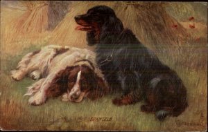 TUCK Friend of Man Spaniel Dogs DRUMMOND c1910 Postcard