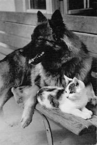 B98659 dog chien and cat chat  real photo  animals animaux