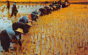 Transplanting Rice Seedlings Farming Nakorn Chaisri Thailand 1960s postcard