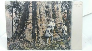 Antique Postcard Colonial Explorers Measuring a Giant Tree in a Rainforest c1890
