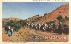 Rounding Up Cattle Western Cowboy, Cowgirl Unused 