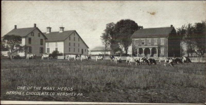 Hershey PA Hershey Park Farm/Cows c1910 Chocolate Candy Bar Insert Postcard