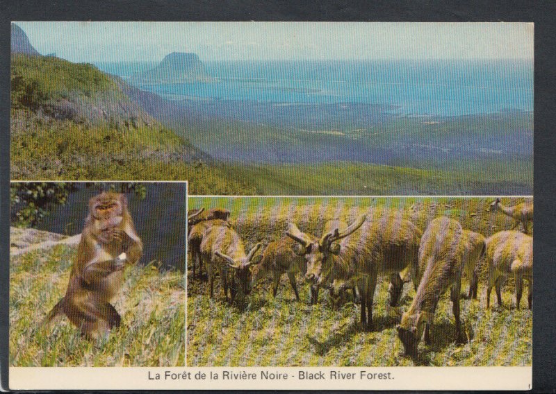 Mauritius Postcard - La Foret De La Riviere Noire - Black River Forest  T4171