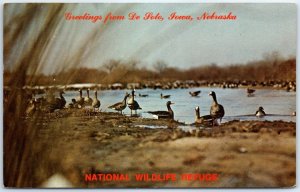 Geese, De Soto National Wildlife Refugee - Greetings from De Soto, Iowa-Nebraska