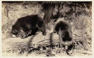 RP: Bear Cubs , Jasper National Park  , Alberta , Canada , 