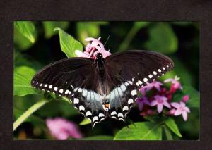 MA Butterfly Place Westford Mass Massachusetts Postcard Spicebush Swallowtail