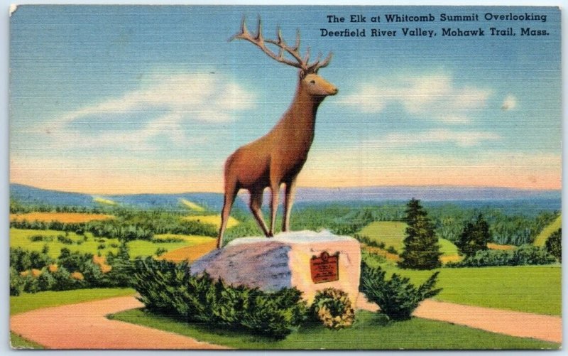 Postcard - The Elk at Whitcomb Summit, Mohawk Trail - Massachusetts
