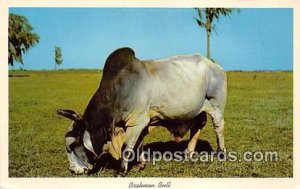 Brahman Bull Florida, USA Cow Unused 