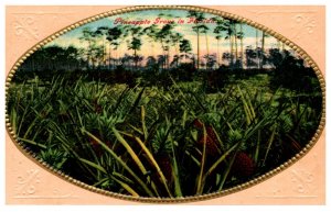 Pineapple  Grove in Florida