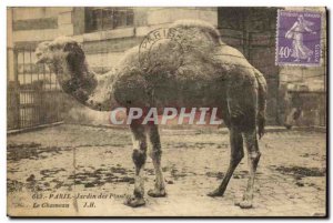 Old Postcard Paris Jardin des Plantes camel