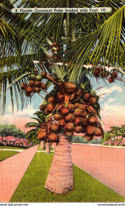 Florida Cocoanut Palm Loaded With Fruit 1951