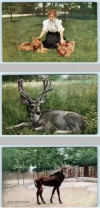 3 Postcards NEW YORK ZOOLOGICAL PARK ~Lion Cubs, Sable Antelope, Mule Deer 1910s