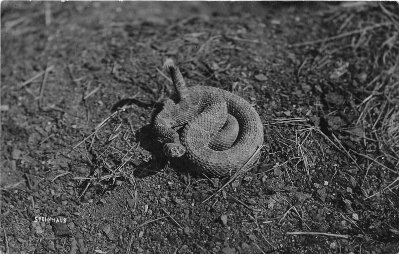 RATTLESNAKE c1910 RPPC Real Photo Postcard by Steinhaus South Dakota