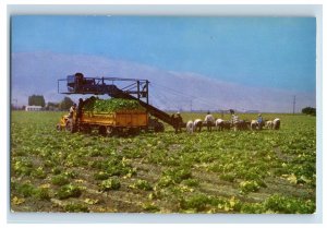 Vintage Salinas Valley Lettuce Farm, Cali. Postcard P96E