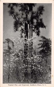 SOUTHERN PINES NORTH CAROLINA TYPICAL PINE AND DOGWOOD GRAYCRAFT POSTCARD c1946