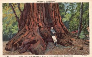 Vintage Postcard Father Of The Forest 5000 Years Old Big Basin California Fulmer
