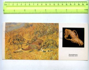 203697 DINOSAURS Hyaenictitherium hyaenoides orlovi hyena #10