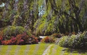 South Carolina Charleston Beautiful Scene In Magnolia Gardens 1966