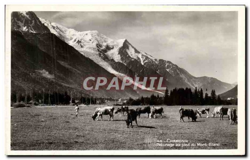 Old Postcard Pasture Chamonix at the foot of Mont Blanc Cows
