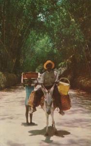 Jamaica Local Transportation Through Bamboo Grove