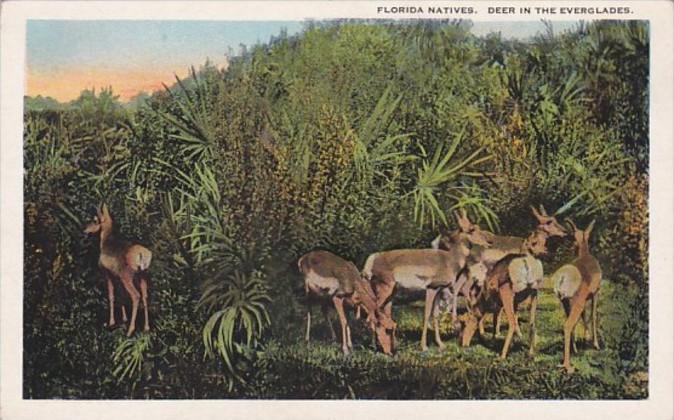 Florida Native Deer In The Everglades Curteich