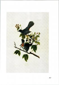 John James Audubon Birds Print Gray Catbird Book Plate 128