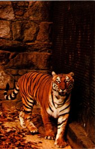 Bengal Tiger National Zoological Park - [MX-649]