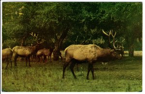 US    PC2696  WESTERN ELK