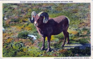 [ Linen ] US Wyoming Yellowstone - Bighorn Mountain Sheep