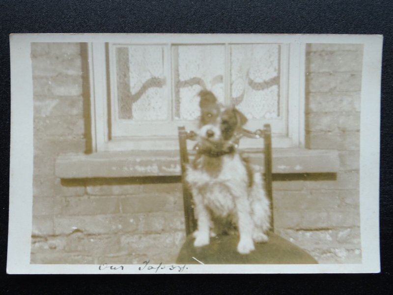 Dog Portrait TOPSY (Jack Russell) on the chair outside window c1920s RP Postcard