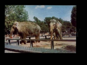 135913 Leningrad ZOO Indian Elephants Old Russian Color PHOTO