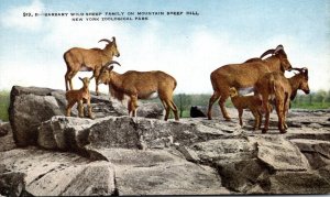 New York City Barbary Wild Sheep On Mountain Sheep Hill New York Zoological S...