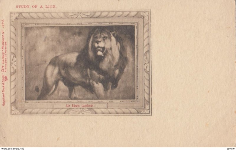 Study of a Lion , 1901-07 ; TUCK 1249