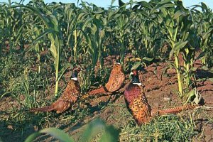Birds In A Cornfield
