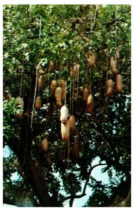 Sausage Tree native of South West Africa Hawaii Postcard