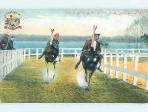 Divided-Back OSTRICH RACING Jacksonville Florida FL ho6488