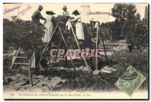 Old Postcard picking flowers & # 39orangers the d & # Riviera 39Azur