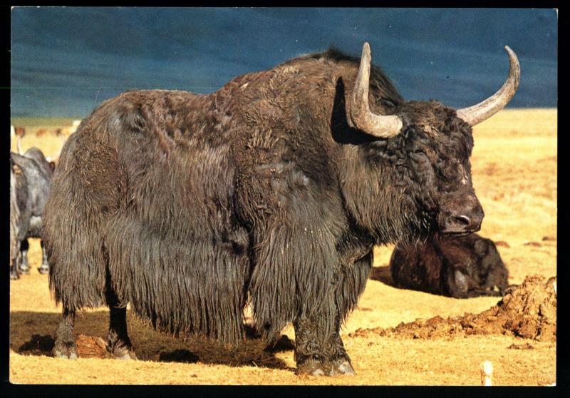 YAK BULL Zabhan Aimak MONGOLIA Real Photo MNR Postcard