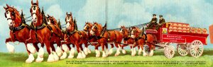 Budweiser Clydesdales.  Fold-out Card, 3.5 X 11