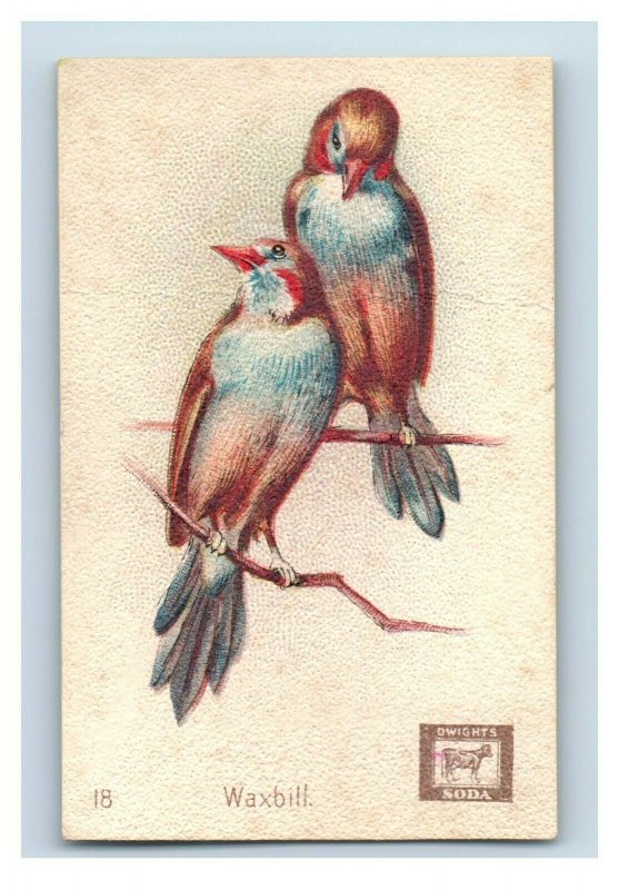 1880s-90s Arm & Hammer Beautiful Birds Series Waxbill Lot Of 5 P222