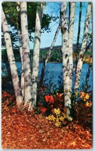 M-44658 Lovely Birches Grace the Woodland Scene