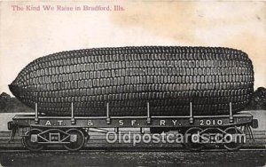 Exaggeration Corn Bradford, Illinois, USA 1911 yellowing from age, very minim...