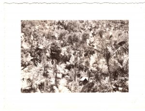 House in El Yonque Forest, Porto Rico (2 ) 1940s Photographs approx. 3 X 4 in