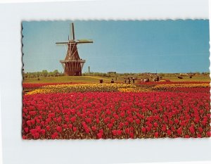 Postcard De Zwaan Windmill Holland Michigan USA