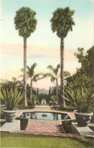 Hand-Colored Postcard Palm Trees in a Montecito Garden near Santa Barbara CA