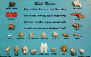 Vintage Postcard Sea Shells Names Angel Wing Cat's Paw Worm Peanut Shell